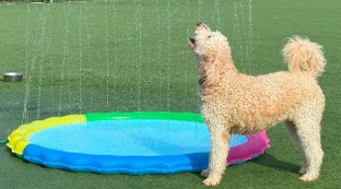 Simba playing with water at Freeport's Favorite Clubhouse Dog Daycare, Boarding, Training, Grooming Facility