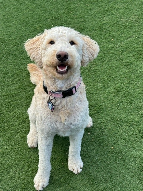 Adorable white doodle puppy on green grass, happy and playful.