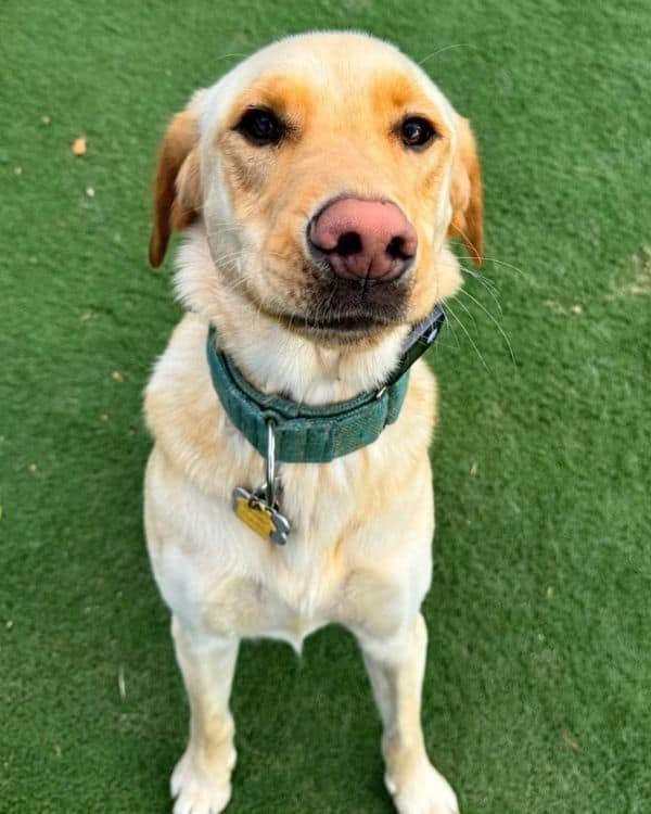 Daily Play Dog Boarding Freeport NY