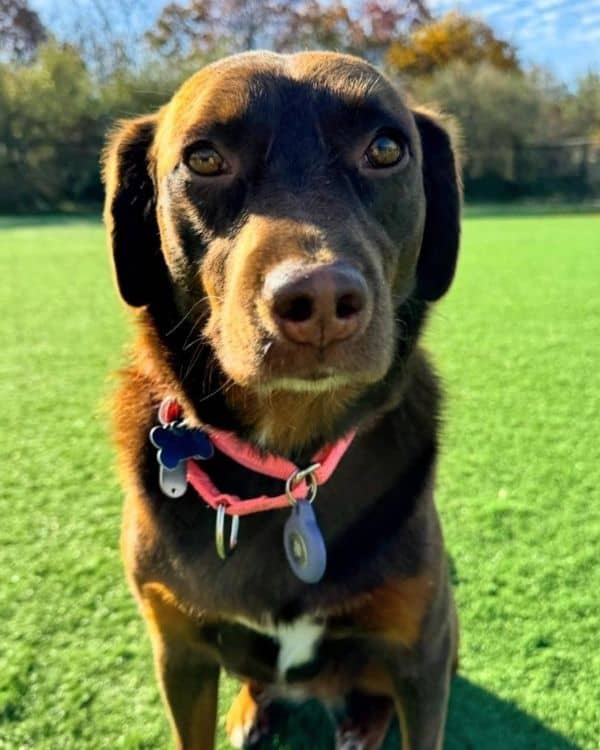 Daily Play Dog Daycare Freeport NY