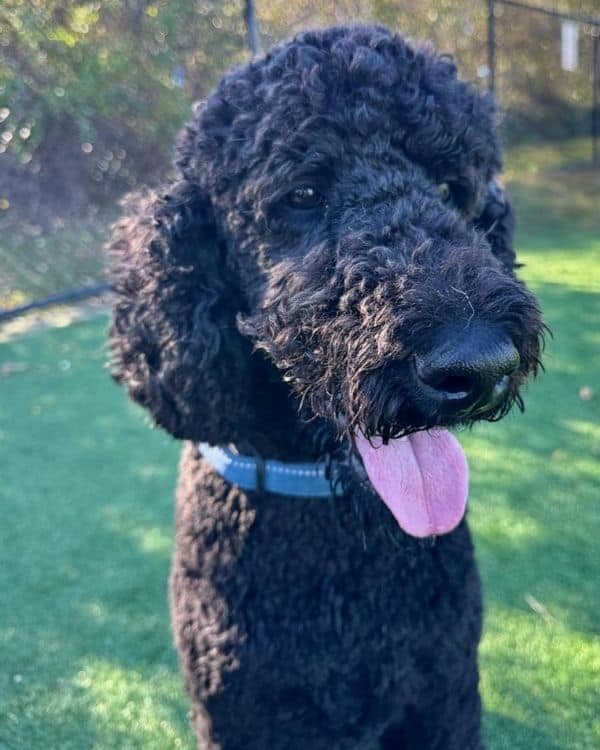 Dog Grooming Freeport NY