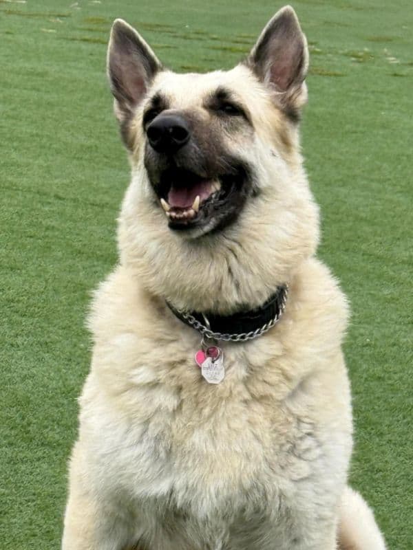 Dog Training in Freeport, NY