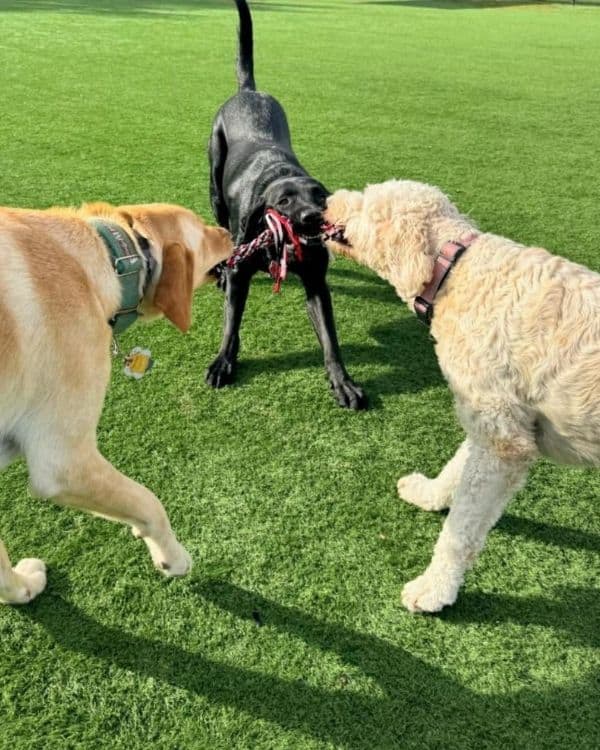 OUR OUTDOOR PLAY AREA Pup E Club USA