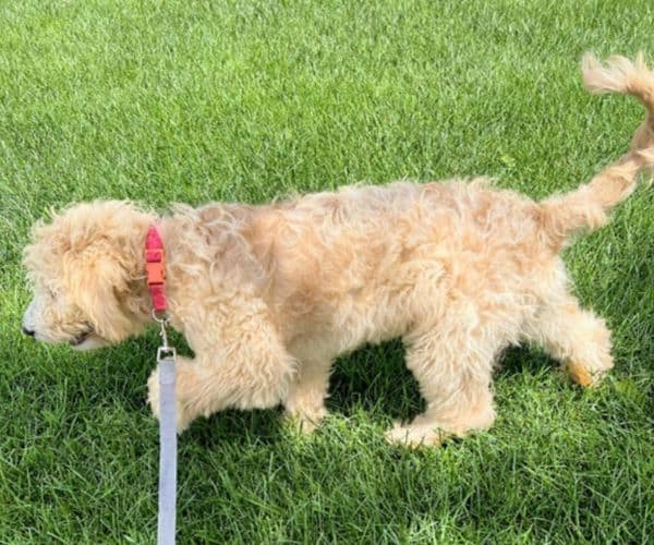 dog Training leash training freeport