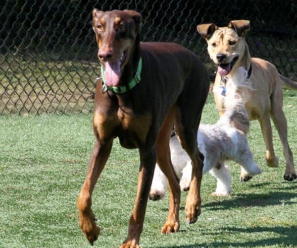 dog Training socialization freeport