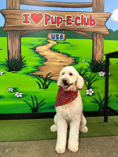 Dog Grooming Freeport After Play Baths