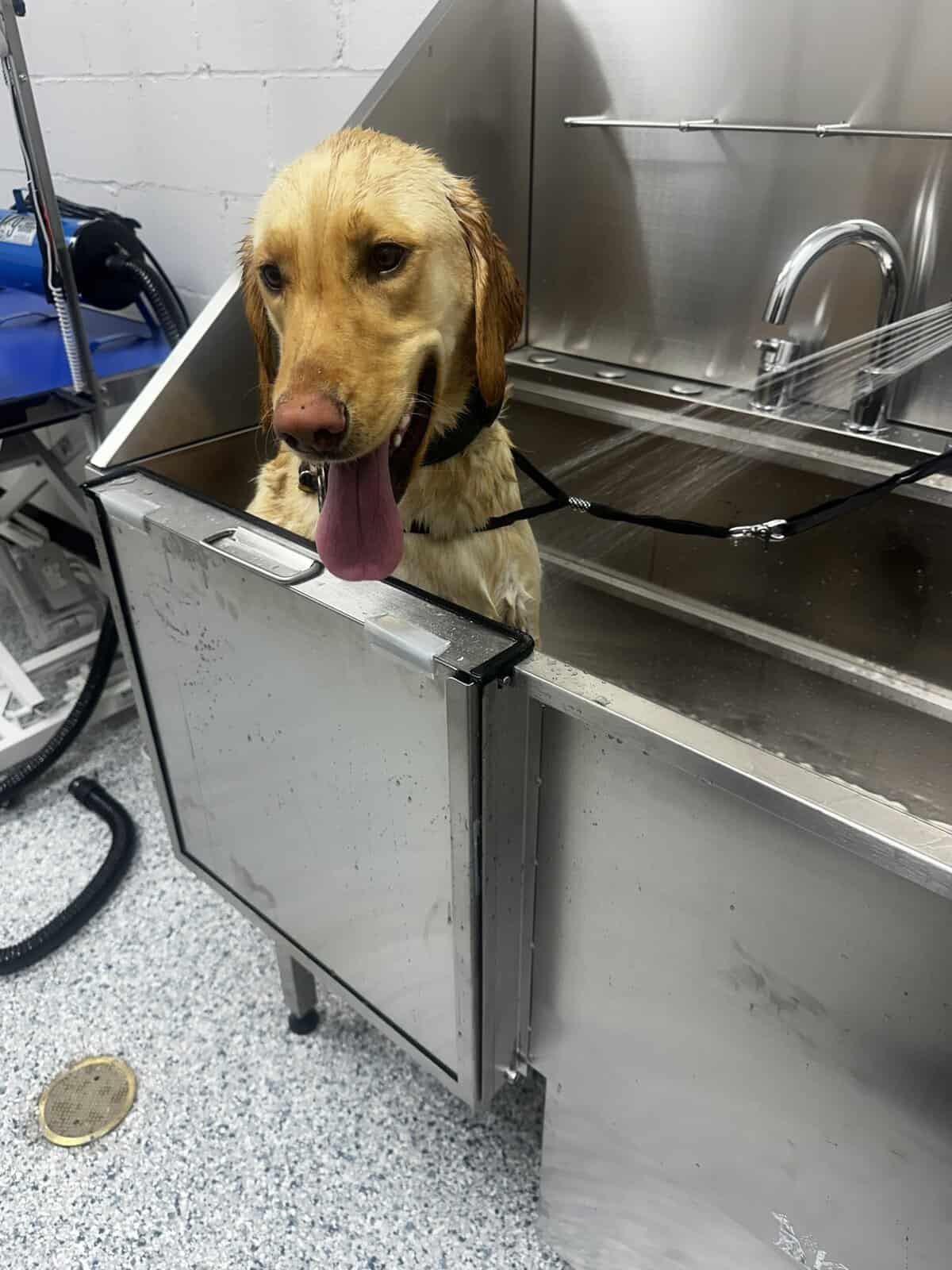 Dog Grooming in Freeport, NY
