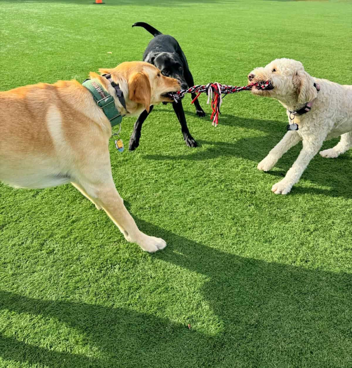 Dog Daycare in Freeport, NY